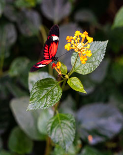 butterfly plant agumbe