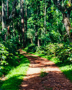 chikmagalur view road