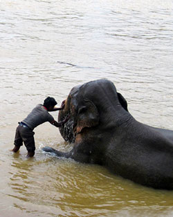 elephant camp madikeri