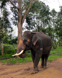 dubare elephant forest