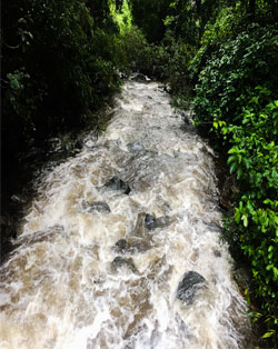 irruppu falls brahmagiri