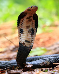 kalinga sarpa agumbe
