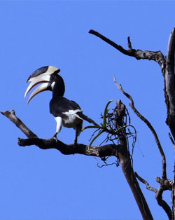 malabar pied hornbill dandeli