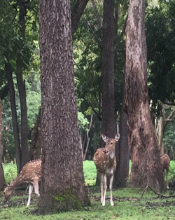 nagarhole forest place