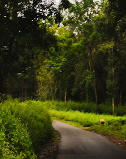 nagarhole forest road