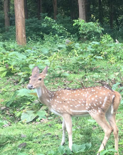 nagarhole national park