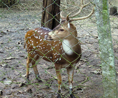 nisargadhama-deer-forest