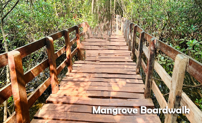 mangrove-boardwalk