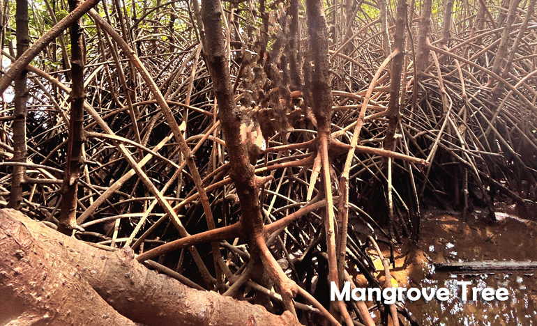 mangrove-tree