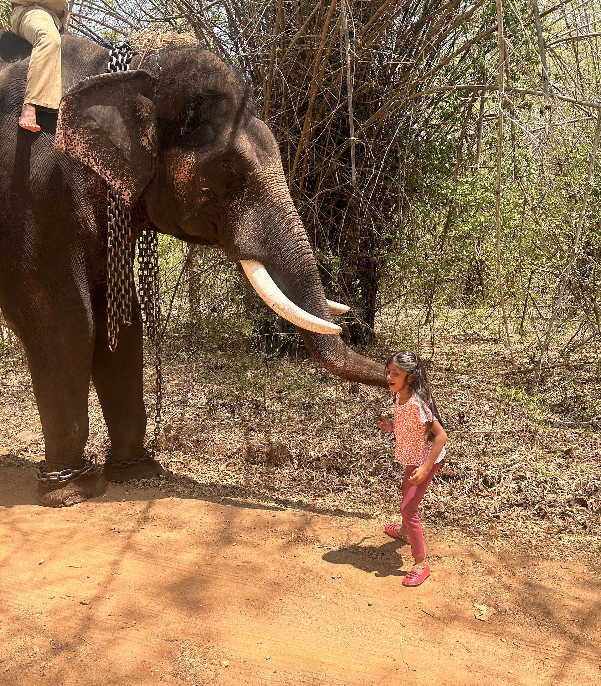 Sakrebyle Elephant Camp