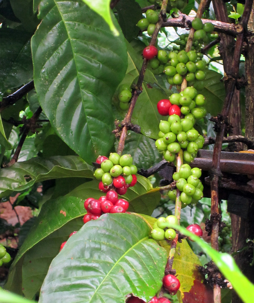 madikeri-coffee-plants