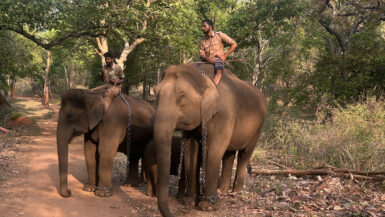 Sakrebyle Elephant Camp